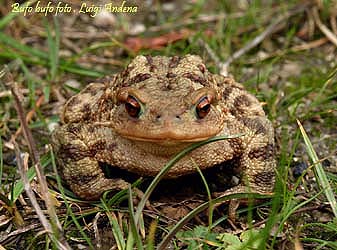 Bufo bufo, e scelta dell''habitat dei tritoni punteggiati